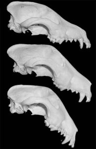 bull_terrier-1931-top-1950-middle-1976-bottom (1)